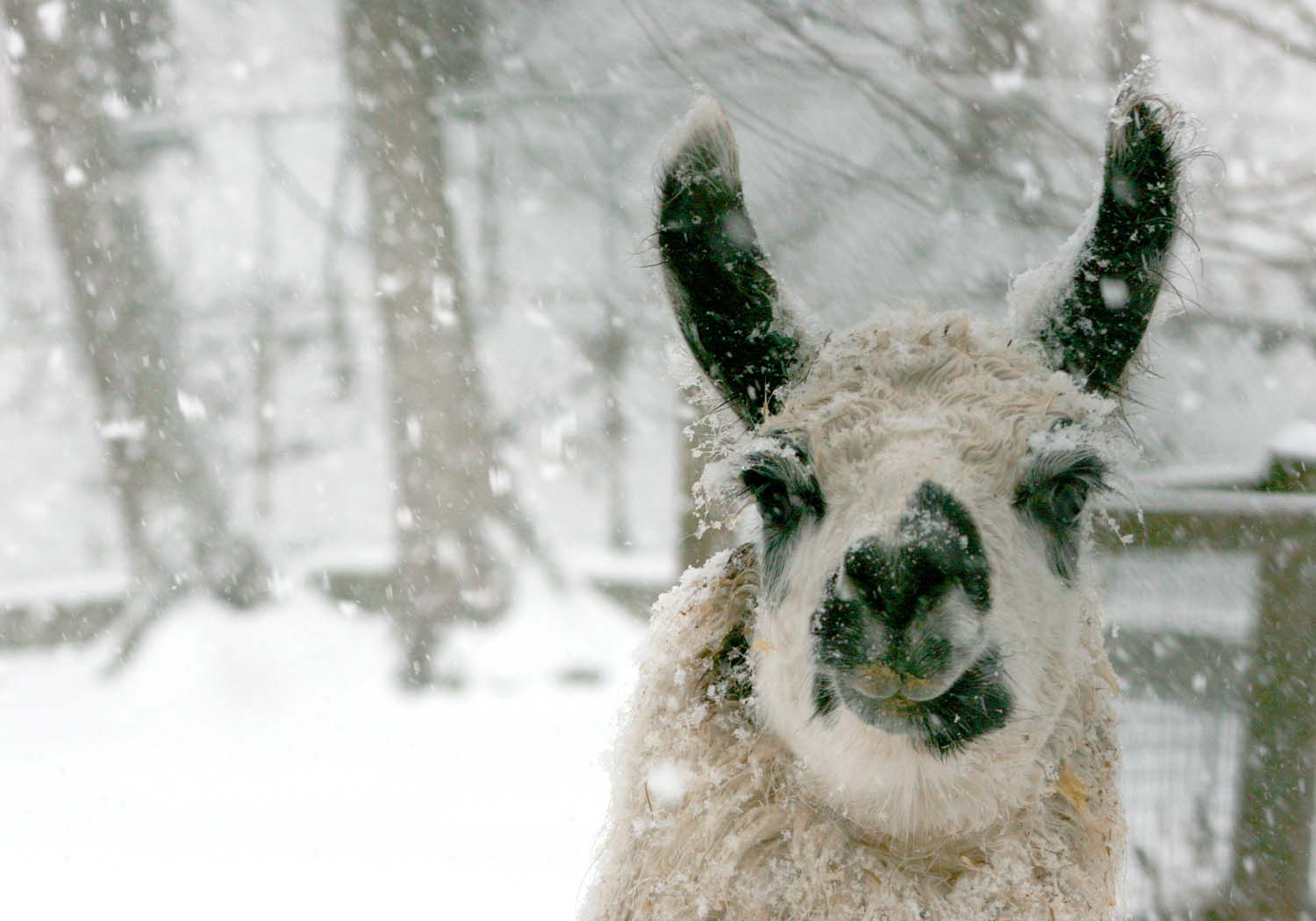 A llama in the snow