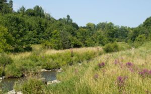 Meadow and river at Sir Casimir Gzowski Park