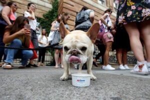 A dog eating ice cream.