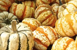 A selection of pumpkins.
