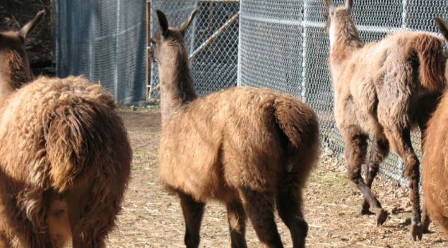 Llamas in their pen.