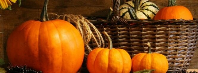 A selection of pumpkins.