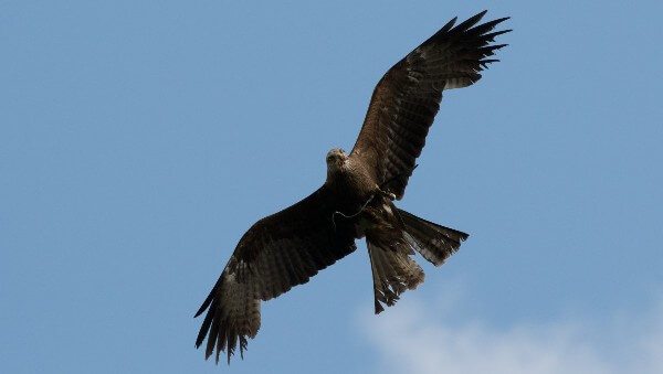 A raptor flying through the air.