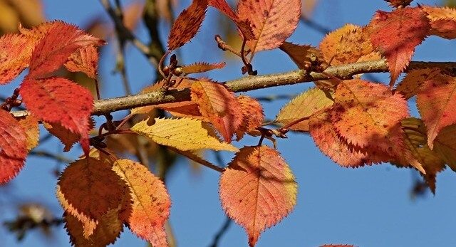 Fall leaves on a tree.