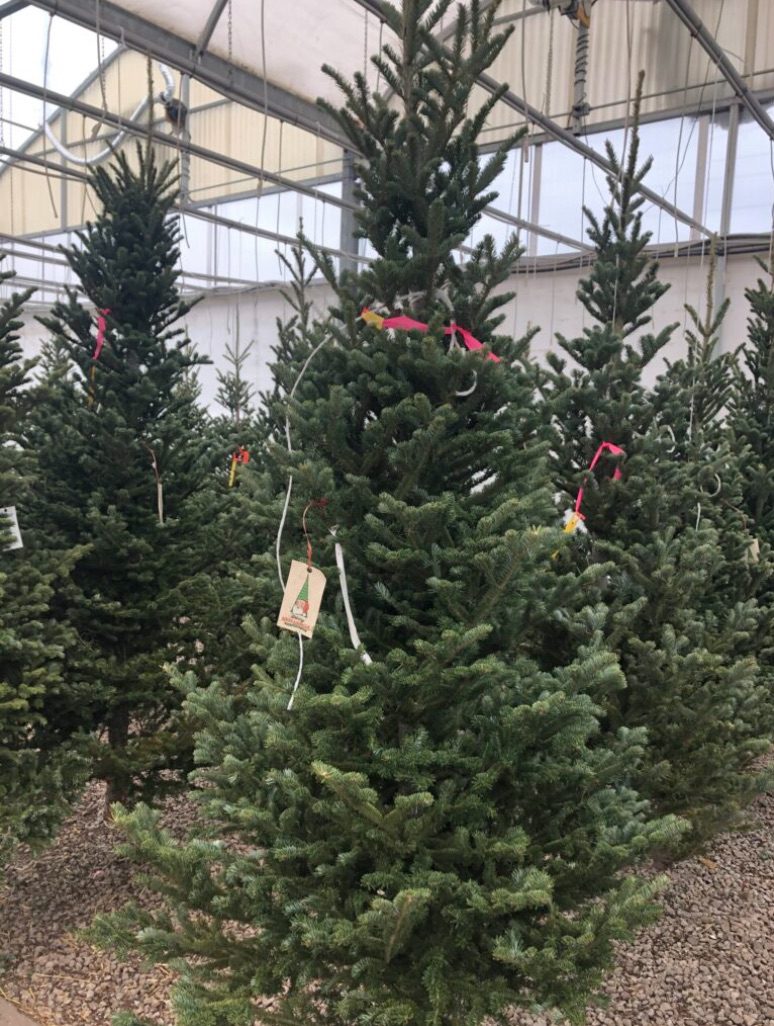 Where to buy your fresh Christmas Tree in Etobicoke