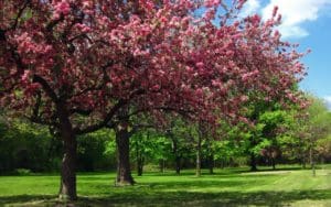 Cherry blossom trees in High Park