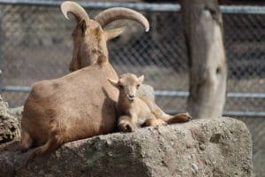 A baby animal and its mother.