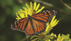 A butterfly on a flower.