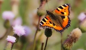A butterfly on a flower.