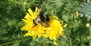 A bee on a flower.