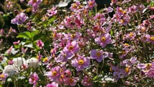 Anenomes in a garden.