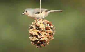 A bird on a bird feeder.