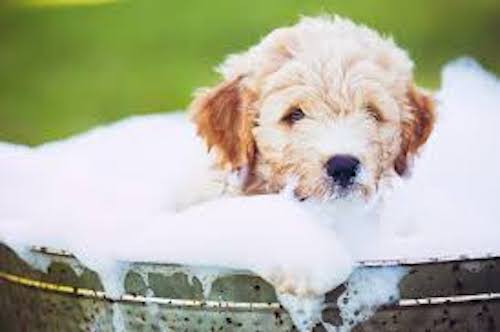 Condos with dog bath