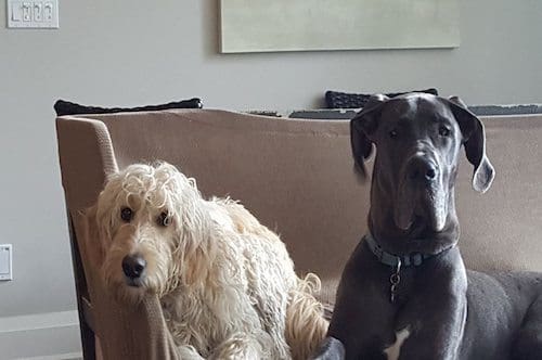 condos for large dogs