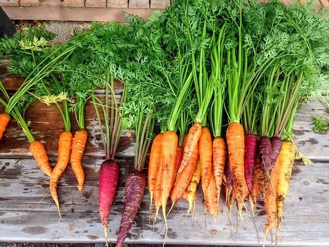 Fresh carrots.