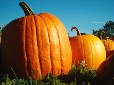 Free pumpkins.