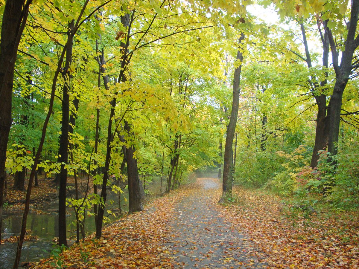 Etobicoke Creek Markland Wood