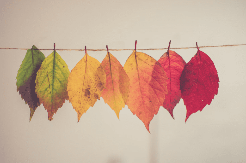 Etobicoke Real Estate Market Update - Fall Edition