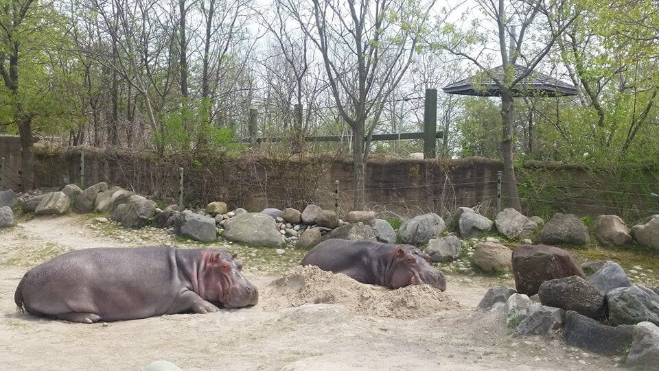 Toronto Zoo